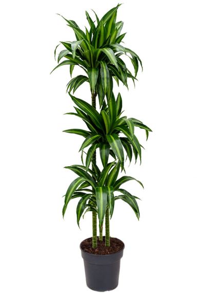 Dracaena hawaiianischer Sonnenschein Zimmerpflanze 