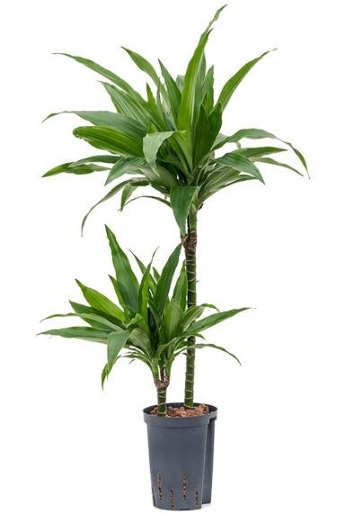 Dracaena janet craig hydropflanze