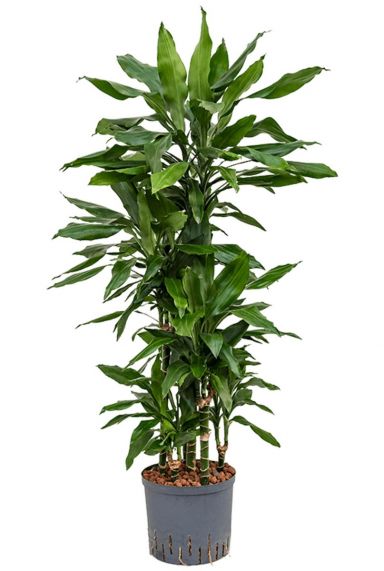 Dracaena janet lind grote hydrocultuur