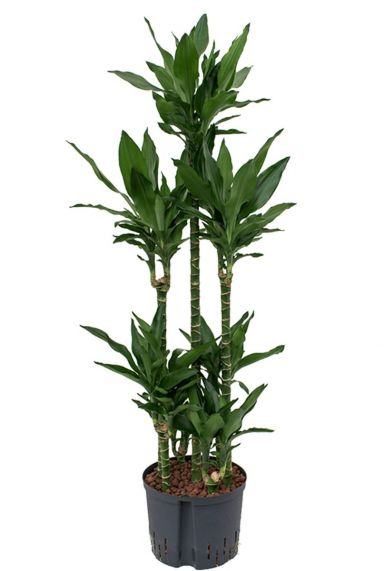 Dracaena janet lind hydrokulturpflanze