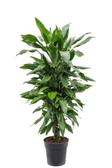 Dracaena janet lind plant 2 1