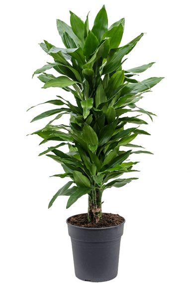 Dracaena janet lind zimmerpflanze