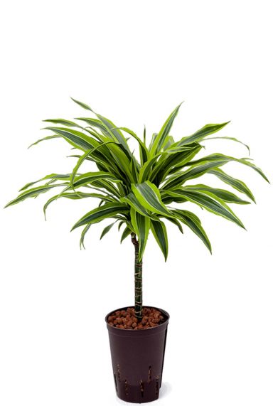 drachenbaum hydrokultur