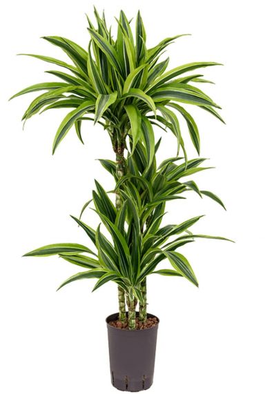 Dracaena Zitronenlimette Wasserpflanze