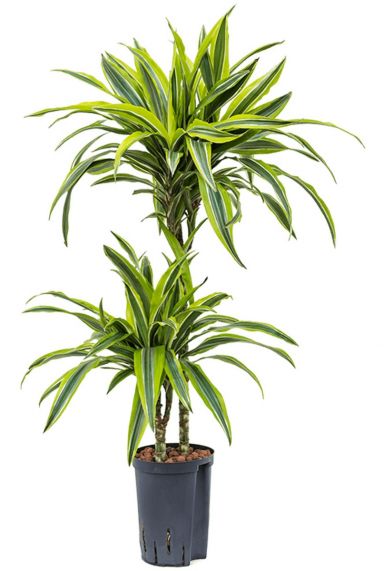 Dracaena lemon lime hydrokulturpflanze