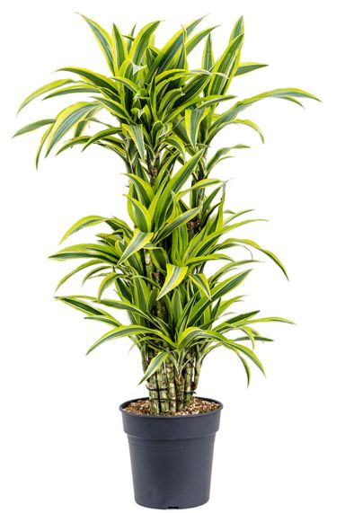 Dracaena lemon lime kamerplant 1 1