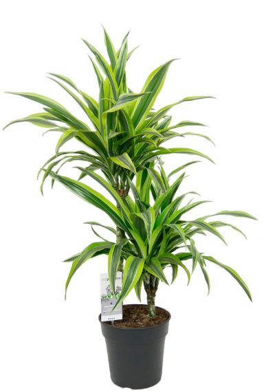 Dracaena lemon lime kaufen