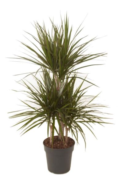 Dracaena marginata drakenbloedboom