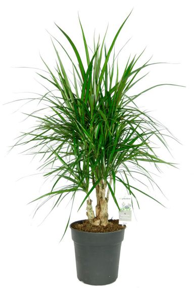 Dracaena marginata zimmerpflanze