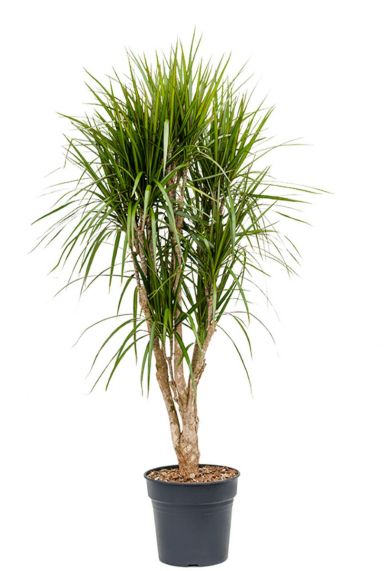 Dracaena marginata Zimmerpflanze 