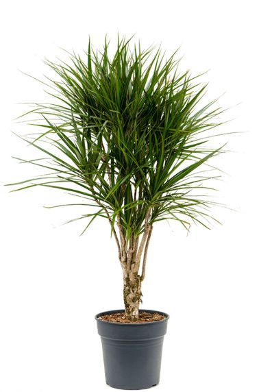 Dracaena marginata pflanze 1