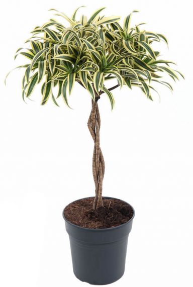 Dracaena reflexa song of india 24