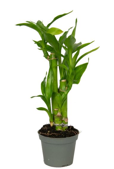 Dracaena sanderiana pflanze