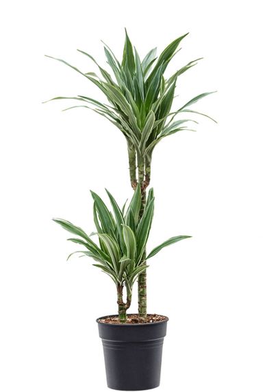 Dracaena warneckei 3