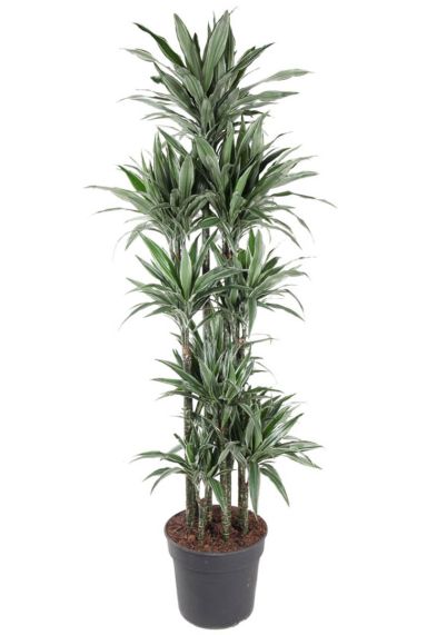Dracaena warneckei kamerplant 6