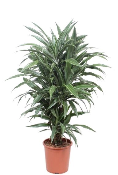 Dracaena warneckei plant