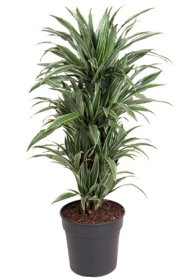 Dracaena warneckei planten