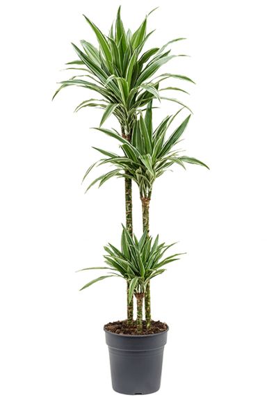 Dracaena warneckei planten 1