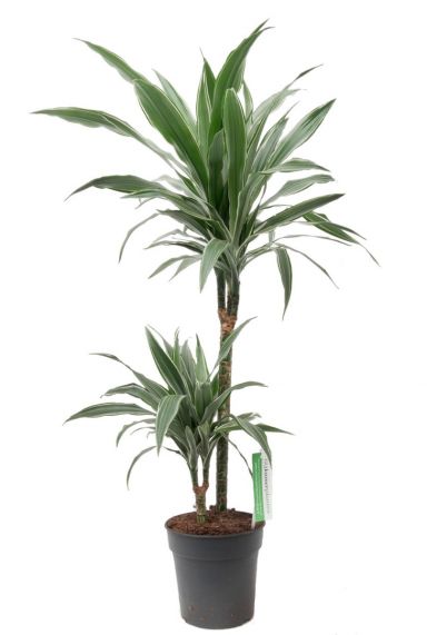 Dracaena Warneckei