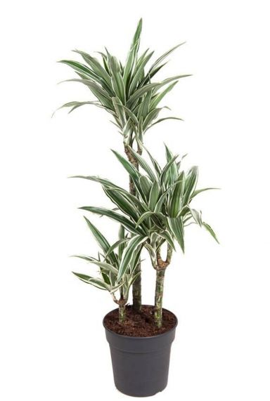 Dracaena white stripe 1