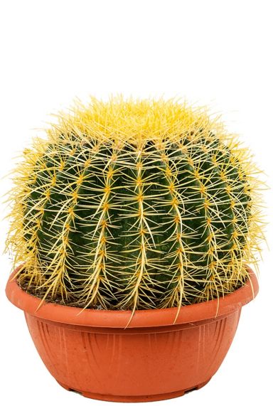 Echinocactus grusonii cactus