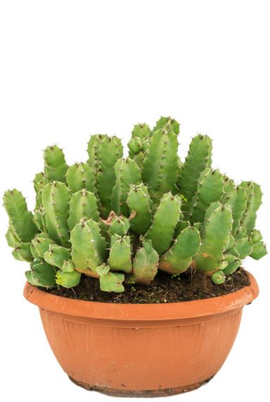 Euphorbia resinifera cactus 1