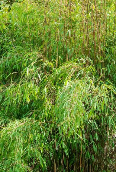 Fargesia jiuzhaigou bamboo