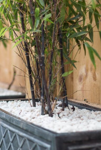 Fargesia nitida black pearl gartenpflanze p22