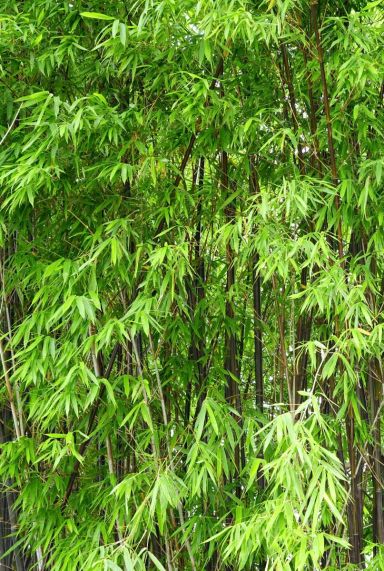 Fargesia nitida black pearl p17 gartenpflanze