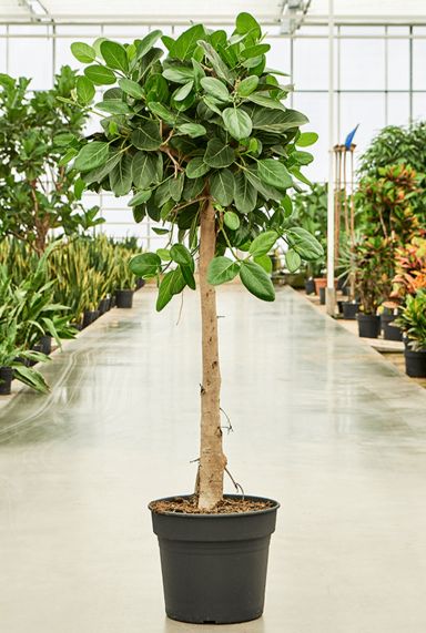 Ficus benghalensis audrey groot