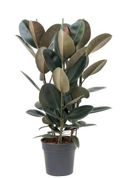 Ficus elastica abidjan