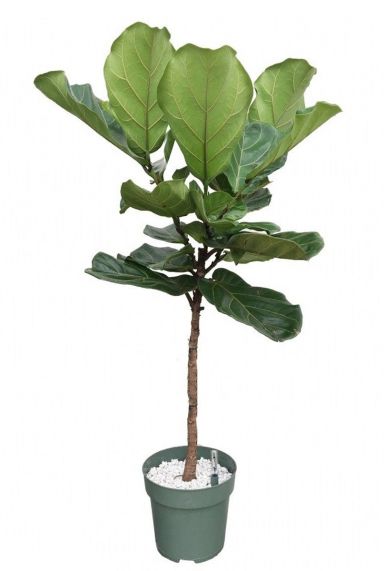 Ficus lyrata am Baumstamm