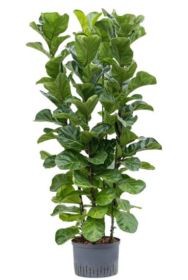 Ficus lyrata bambino hydro plant