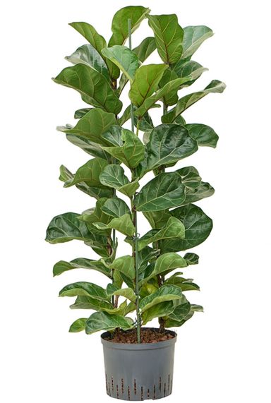 Ficus lyrata bambino hydrocultuur 1