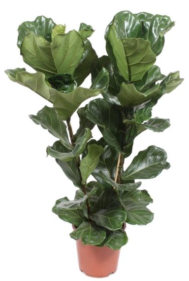 Ficus lyrata Geigenfeige