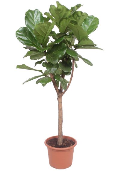 Ficus lyrata op stam 5