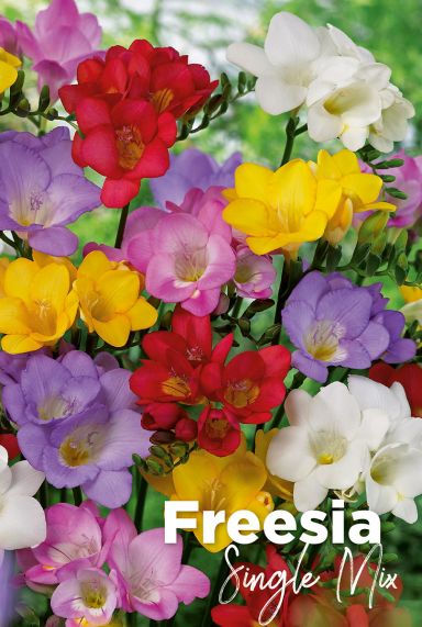 Freesia single mix blumenzwiebeln