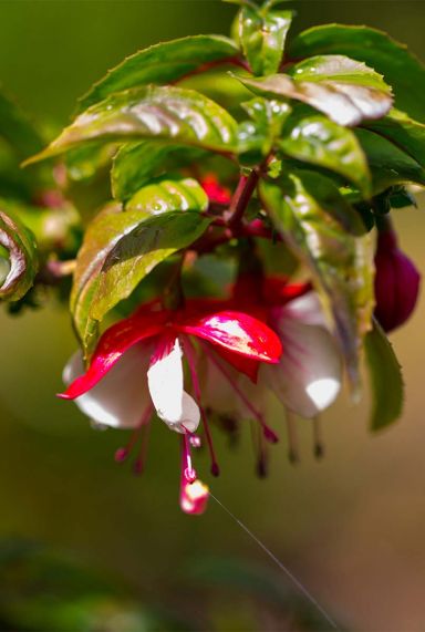 Fuchsia madame cornelissen gartenpflanze