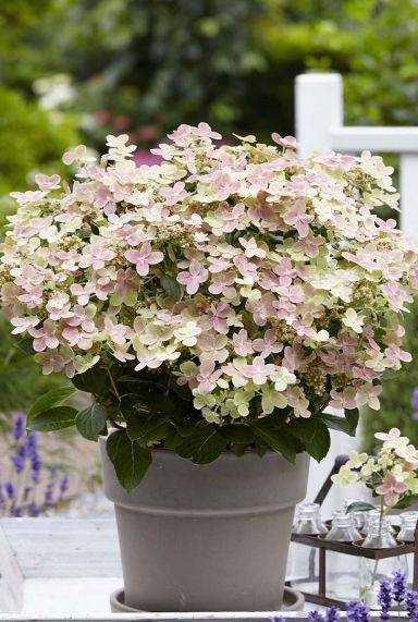 Gartenpflanze hydrangea paniculata ophelia