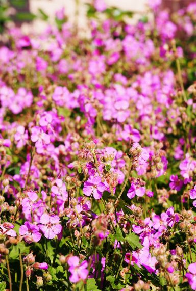 Geranium cantabrigiense cambridge gartenpflanze