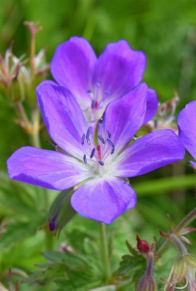 Geranium johnson s blue gartenpflanze