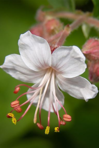 Geranium macrorrhizum spessart gartenpflanze