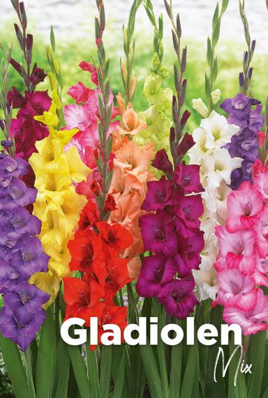 Gladiolen mix blumen zwiebeln