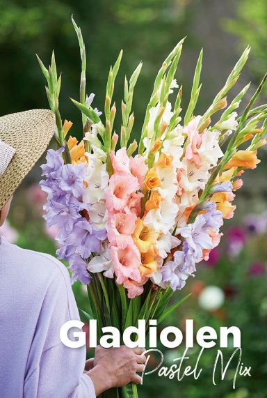 Gladiolen pastel mix blumenzwiebeln