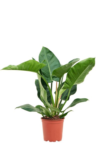 Groene philodendron imperial green