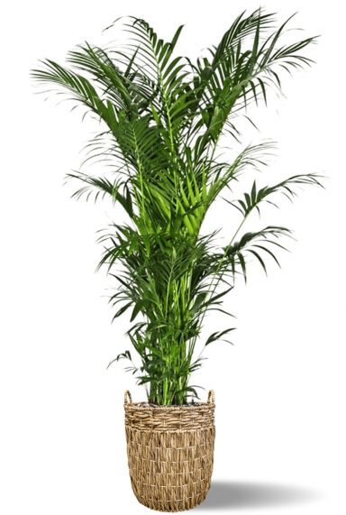 Grosse kentia im korb
