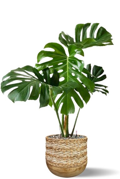 Grosse monstera im korb
