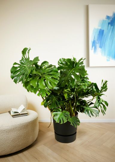 Grosse philodendron monstera p40