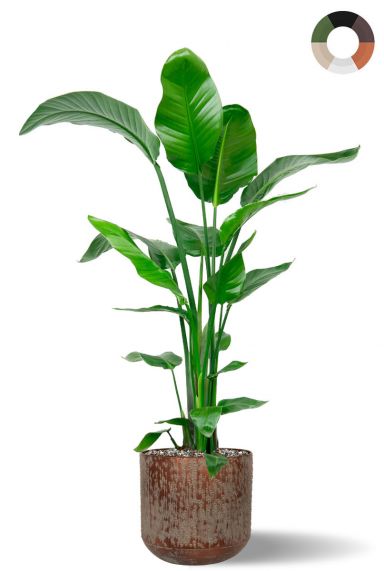Grosse strelitzia im trendy topf 1