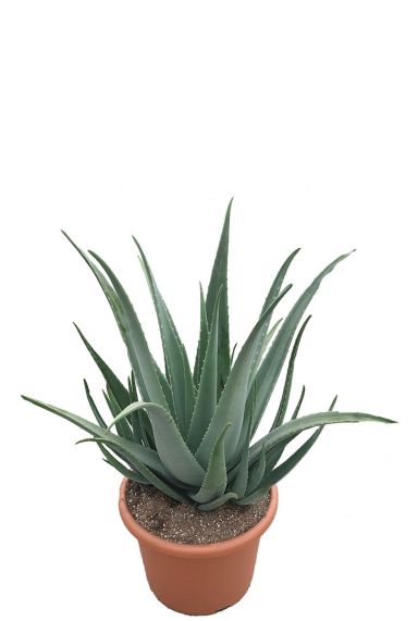 Große Aloe-Vera-Pflanze